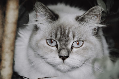 Close-up portrait of cat