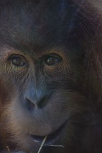 Close-up of portrait of face