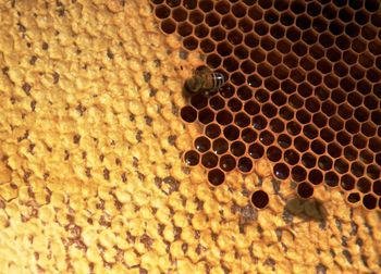 Close-up of bee on floor
