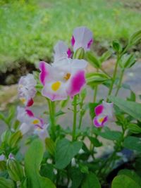 Close-up of pink flowering plant