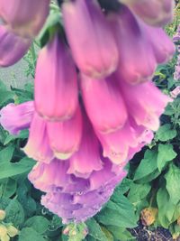 Close-up of pink flowers