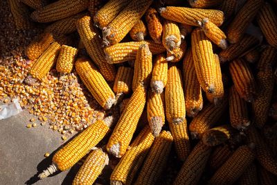 High angle view of corns at market for sale