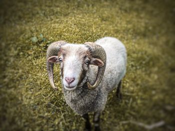 High angle view of sheep on field