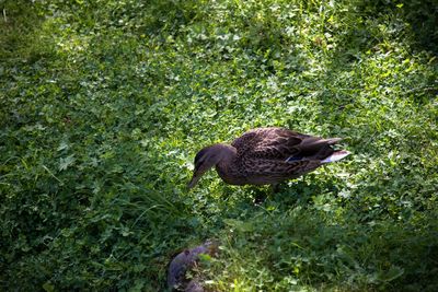 Duck on a field