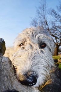 Close-up portrait of dog against sky