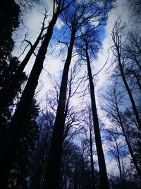 Low angle view of trees in forest