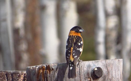 Close-up of bird perching on wood