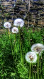 Close-up of white dandelion