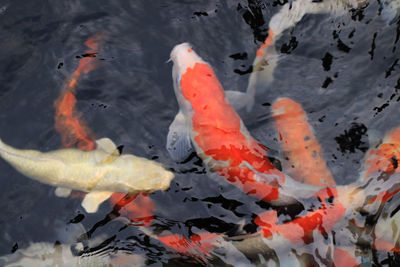 High angle view of koi fish in pond 