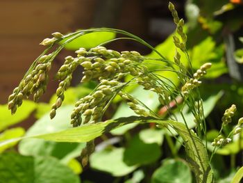 Close-up of fresh green plant