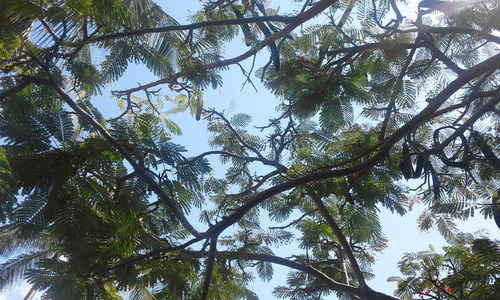 Low angle view of trees against sky