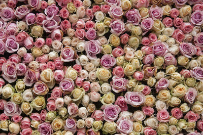 Full frame shot of pink flowers