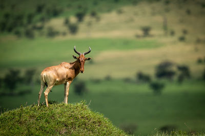 Deer standing on field