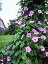Close-up of pink flowers