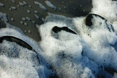 High angle view of turtle during winter