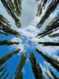 Low angle view of trees against sky