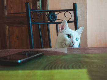 Cat sitting on table