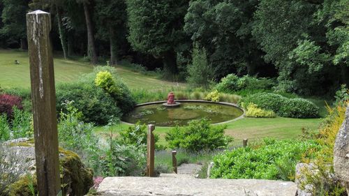 Trees and plants in garden