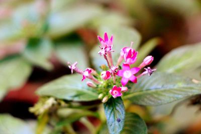 Close-up of pink flowers blooming outdoors