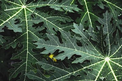 Full frame shot of leaves