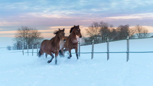 Two westphalian horses running through the high snow at dramatic sunset.