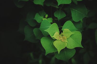 Close-up of green leaf on plant