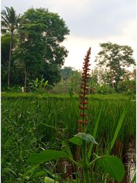plant