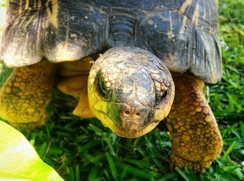 Close-up of plant against blurred background