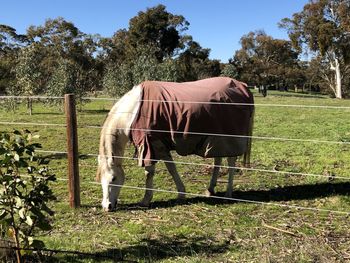 Horse cart in ranch