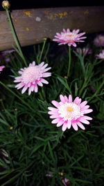 Close-up of pink flowers