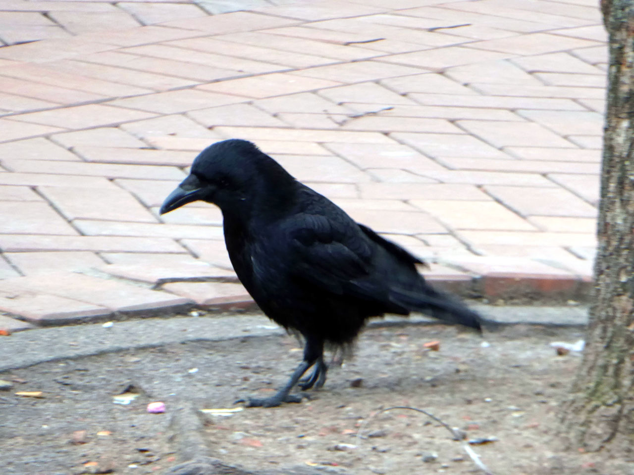 Crow having fun in the city