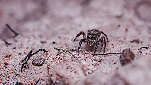 Close-up of spider on web