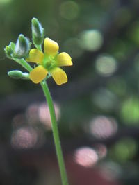 Close-up of yellow flower
