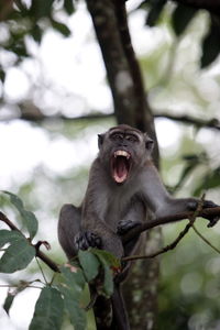 Portrait of monkey shouting on while sitting on branch