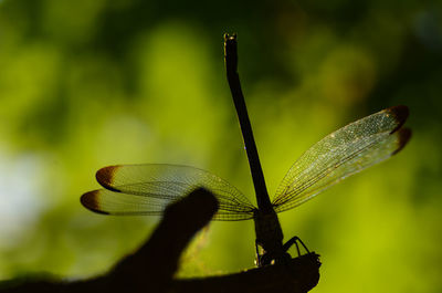 Close-up of dragonfly on leaf