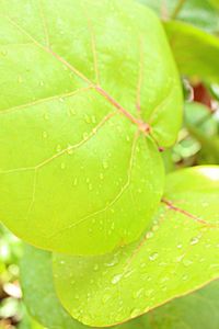 Close-up of leaves