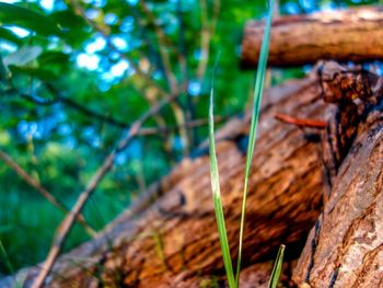 Close-up of plants growing in forest