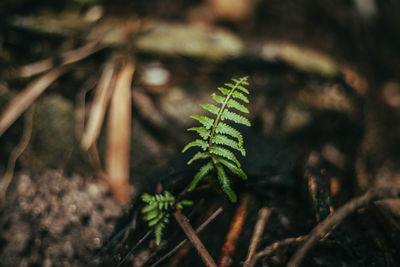 Close-up of plant growing on field