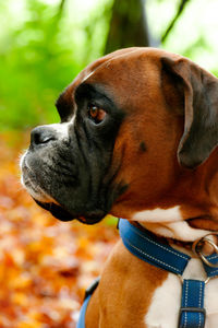 Close-up of a dog looking away