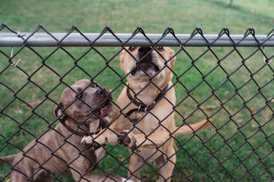 Close-up of chainlink fence in zoo