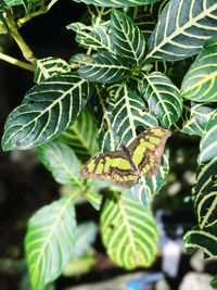 Close-up of insect on plant