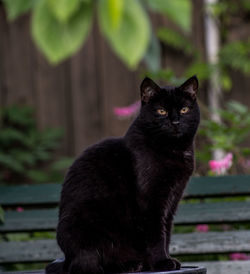 Portrait of black cat sitting outdoors