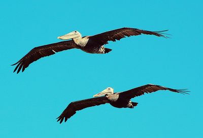 Low angle view of eagle flying in sky