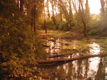 Ducks swimming in river by trees in forest