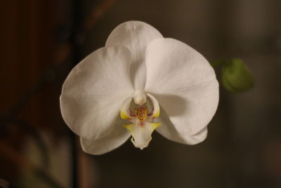 Close-up of flower against blurred background