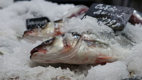 Close-up of fish for sale in market