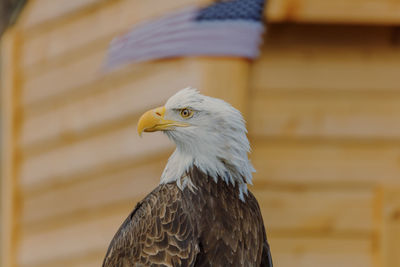Close-up of american bald eagle against blurred american flag background