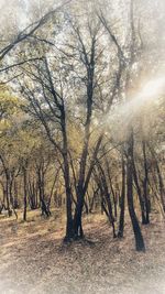 Bare trees on landscape