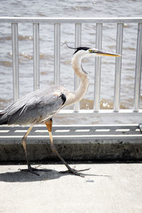 Side view of a bird