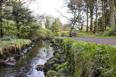 Scenic view of river flowing in forest